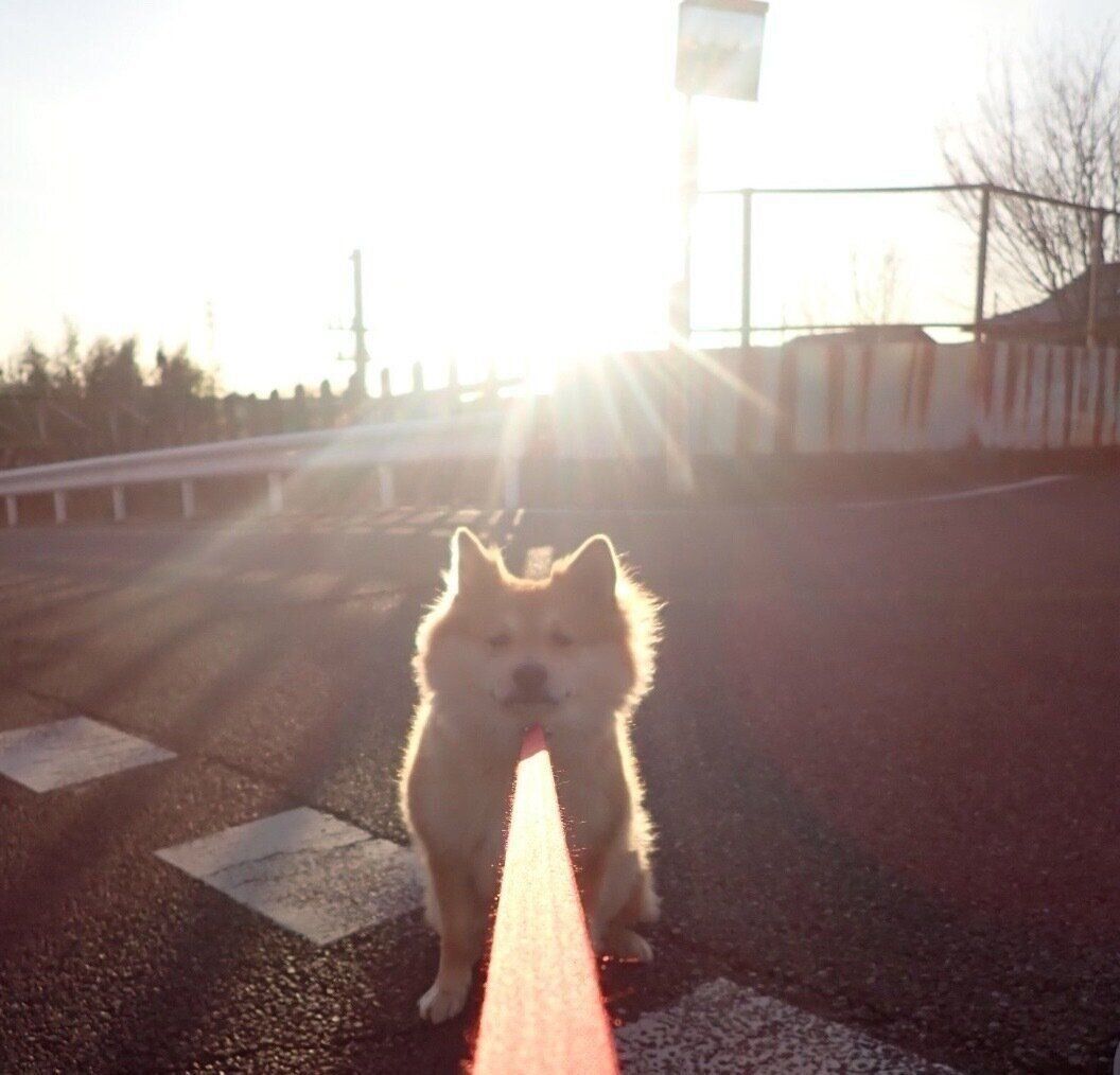 「散歩拒否」中のもなかちゃん