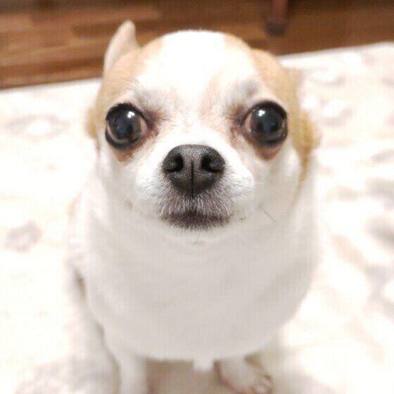 認知症の予兆かも? 犬の意外な行動変化 いぬのきもち