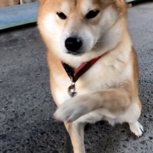 駄々っ子ワンコ