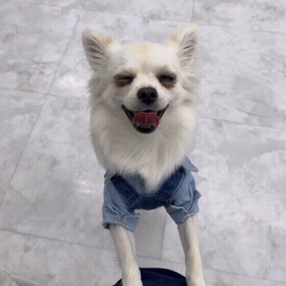 楽しそうなチワワ