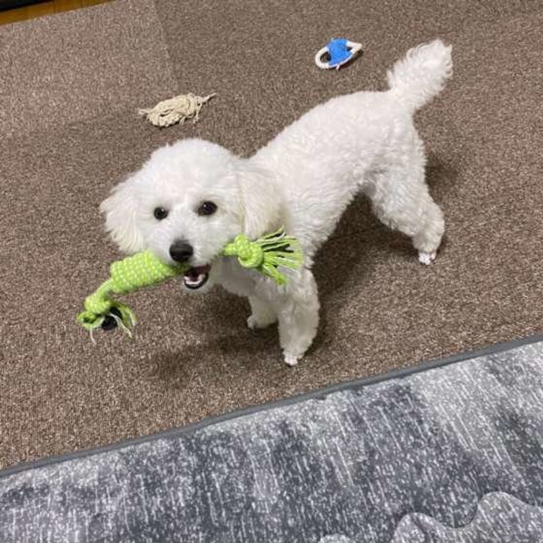 犬が引っ張って遊んで唸るのはなぜ ウ の真実 いぬのきもちweb Magazine 犬が引っ張って遊んで唸るのはなぜ ウ の真実 いぬのきもちweb Magazine