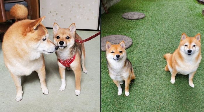 なつちゃんとここちゃん