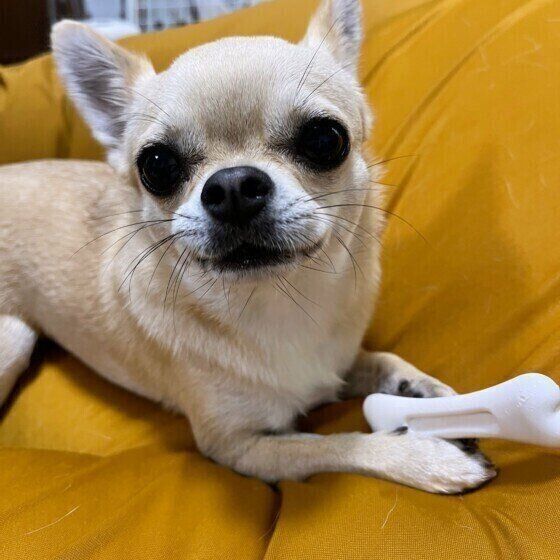 チワワのさくらちゃん