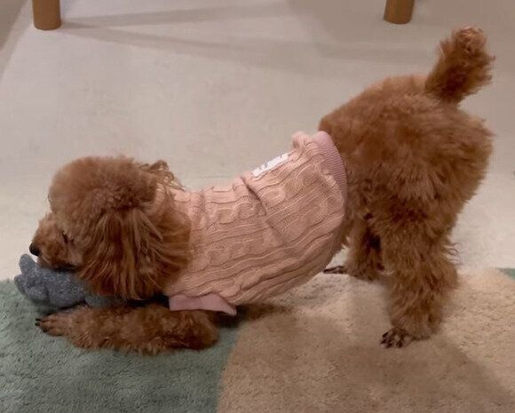 Lee　クマさん大好きトイプーちゃん他 Lee クマさん大好きトイプーちゃん他 Lee様専用 クマさん大好き