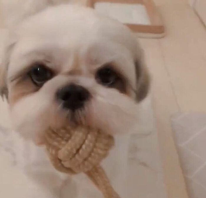 おもちゃを持ってきたうめまるくん