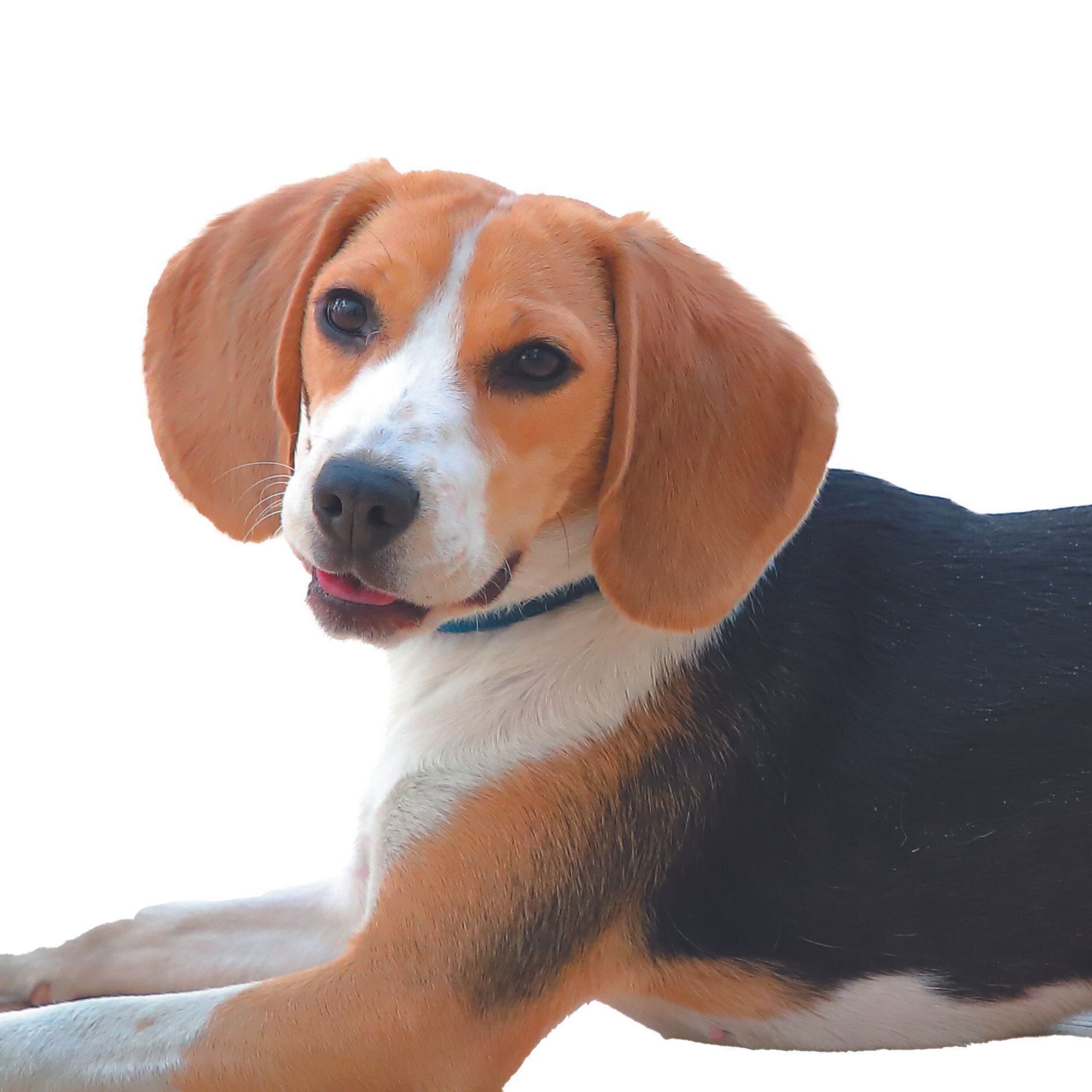 現在は犬種のチャームポイントに