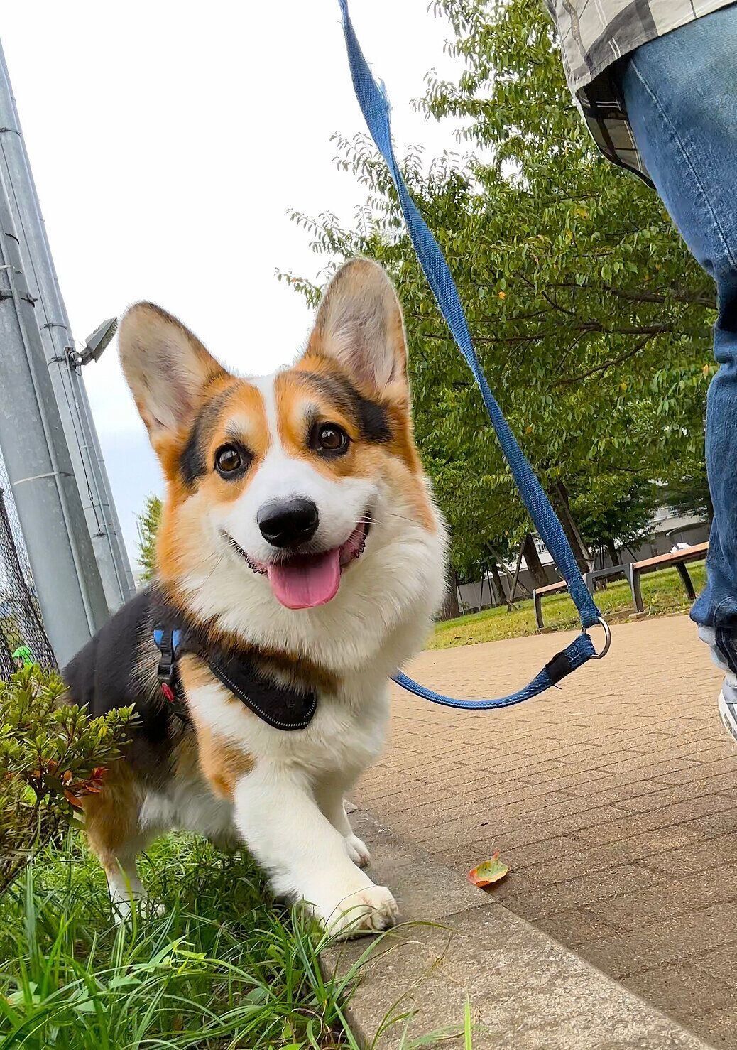 お散歩中にお友達に出会って笑顔な様子のコーギー