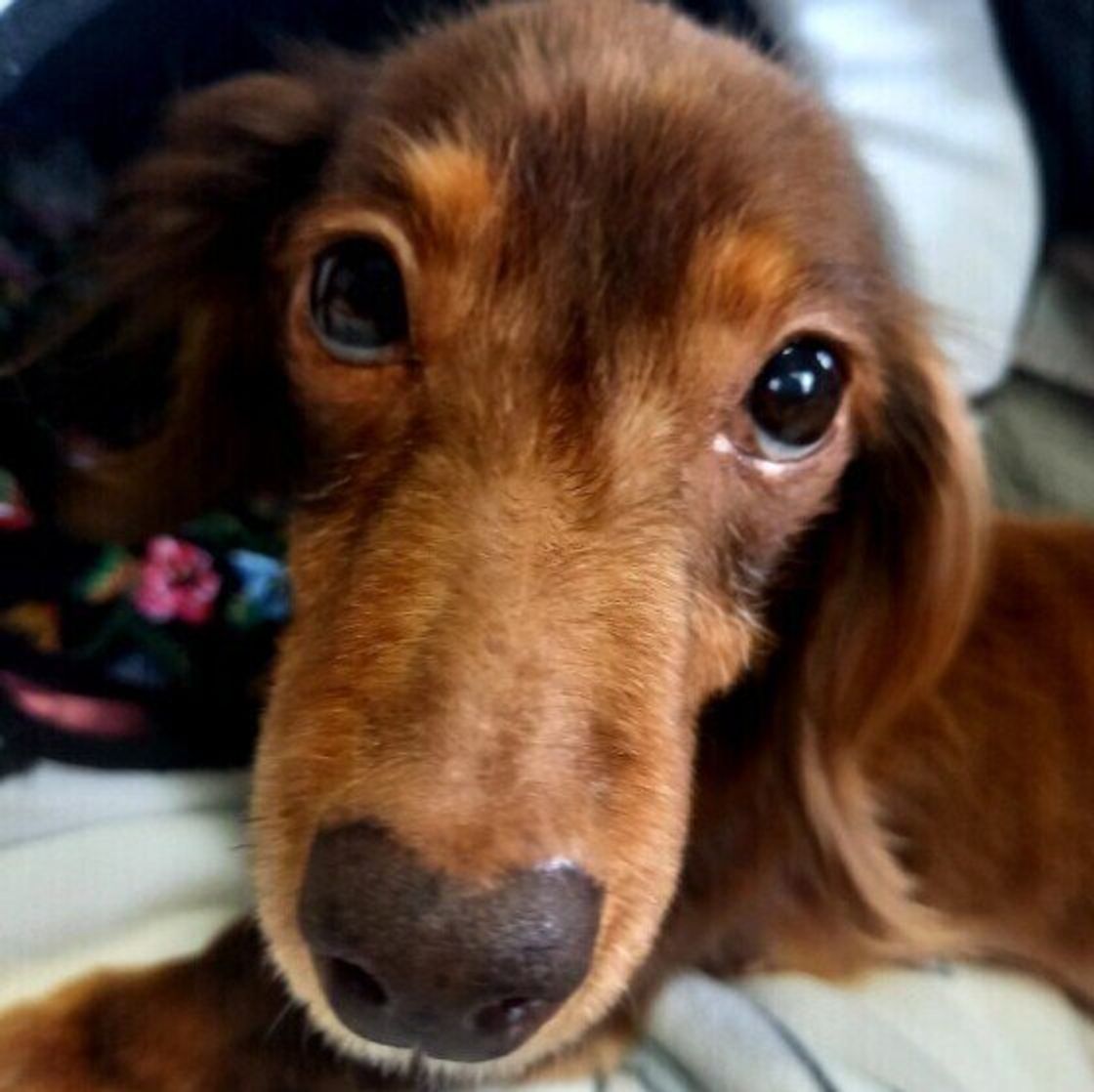 獣医師監修 犬にレタスを与えても大丈夫 レタスを食べるメリットと与え方を解説 いぬのきもちweb Magazine 獣医師監修 犬にレタスを与えても大丈夫 レタスを食べるメリットと与え方を解説 いぬのきもちweb Magazine