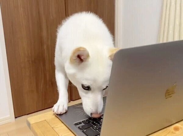 パソコン画面を見るほあちゃん