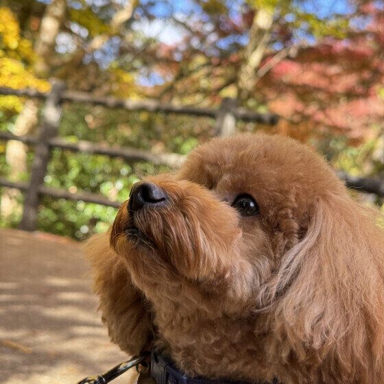 紅葉を見ながらお散歩