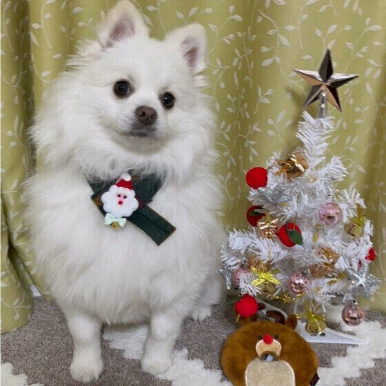 愛犬との年末年始の過ごし方で気をつけることは？ 万が一のトラブルへの備えと対策 いぬのきもち