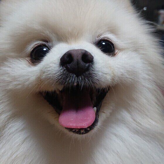 笑顔のポメラニアン