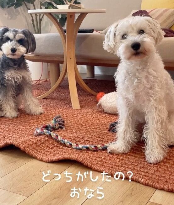首を傾げるバンデくん、なぎちゃん