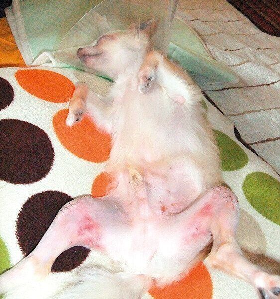 3才のときには、両足の膝蓋骨脱臼に。膝蓋骨（ひざの皿）の脱臼を整復する手術を行うため1週間入院しました