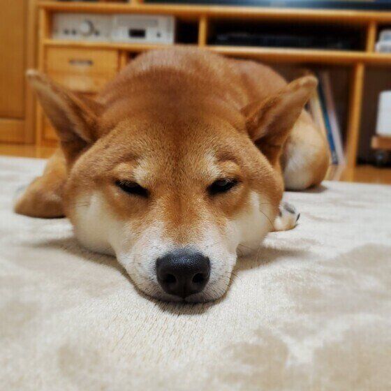 くつろぐ柴犬