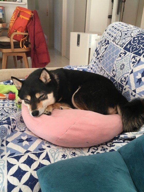 柴犬リンちゃん