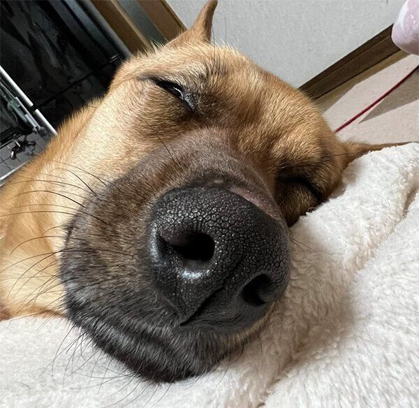 爆睡するむぎちゃん