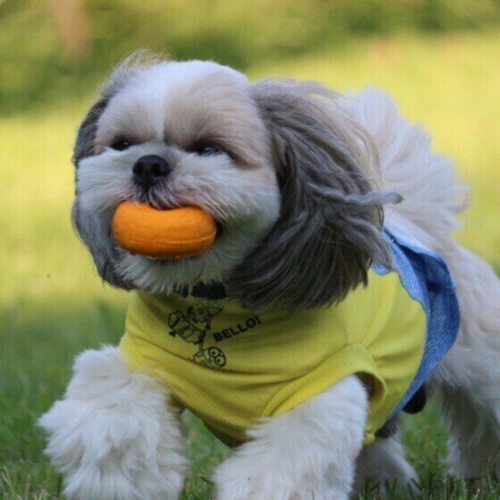 シー・ズー・ポチャッコくん・ボール遊び