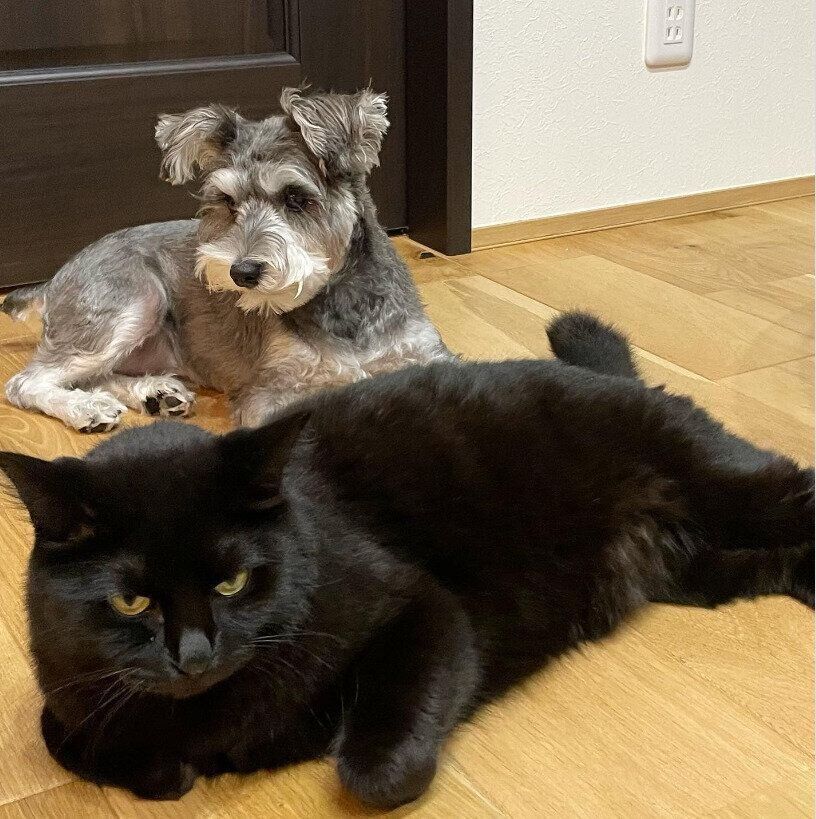 ミニチュア・シュナウザーのしおちゃんと黒猫のウニちゃん