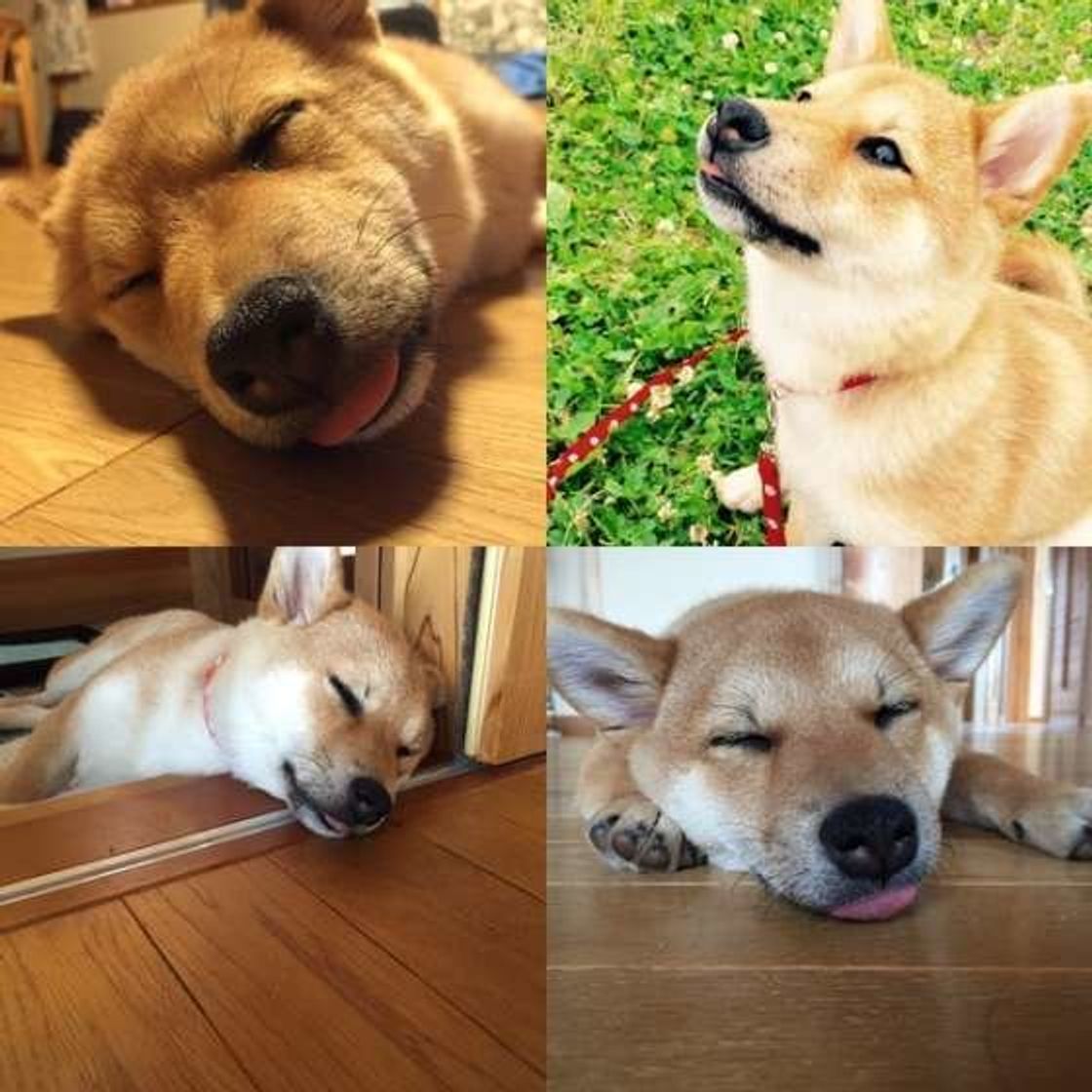 入会犬続出 全日本舌しまい忘れ協会 の画像に癒される いぬのきもちweb Magazine 入会犬続出 全日本舌しまい忘れ協会 の画像に癒される いぬのきもちweb Magazine