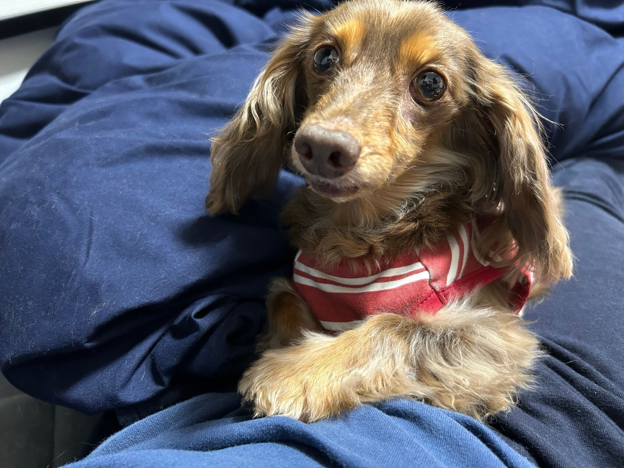 飼い主さんのひざにのるちるくん