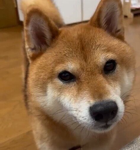 柴犬の仙次郎くん