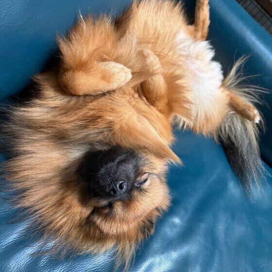 へそ天で気持ちよさそうに眠るポメラニアン