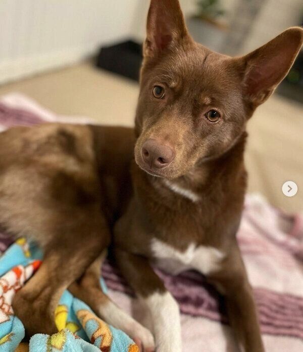 くつろぐソイちゃん