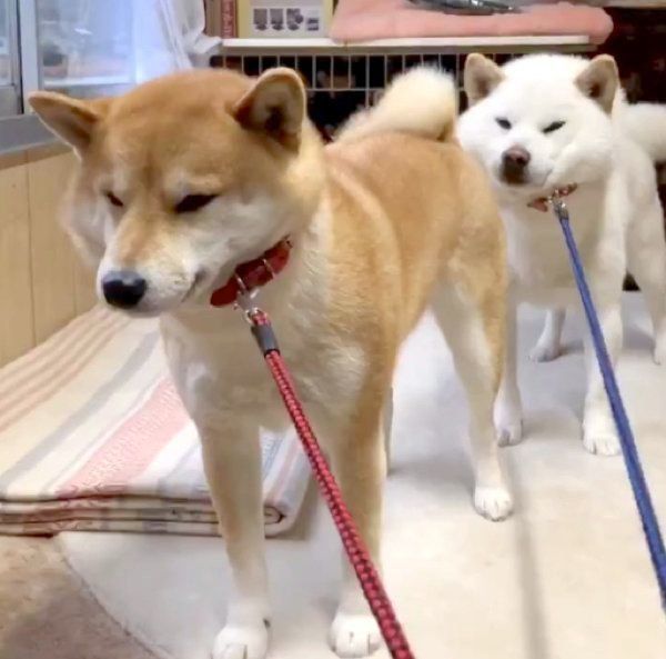 拒否柴をするみかんちゃんとQ太郎くん