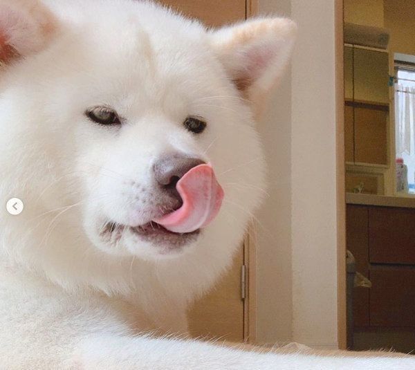 舌を出す任三郎くん