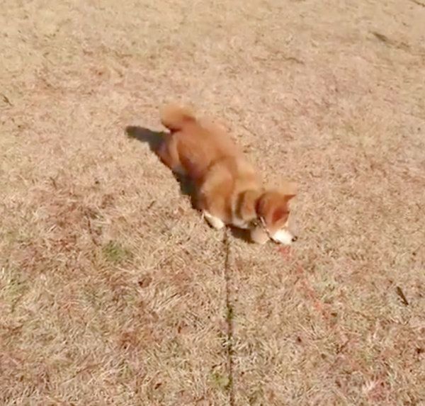 イヤイヤを発動させる柴犬