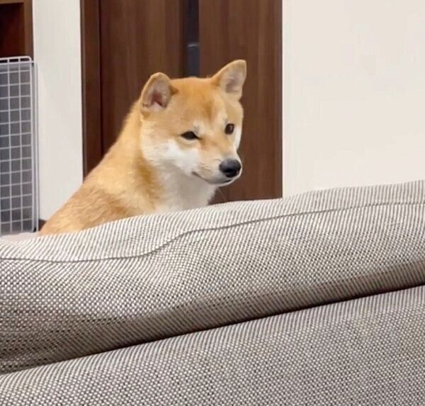ドヤ顔をするころたくん