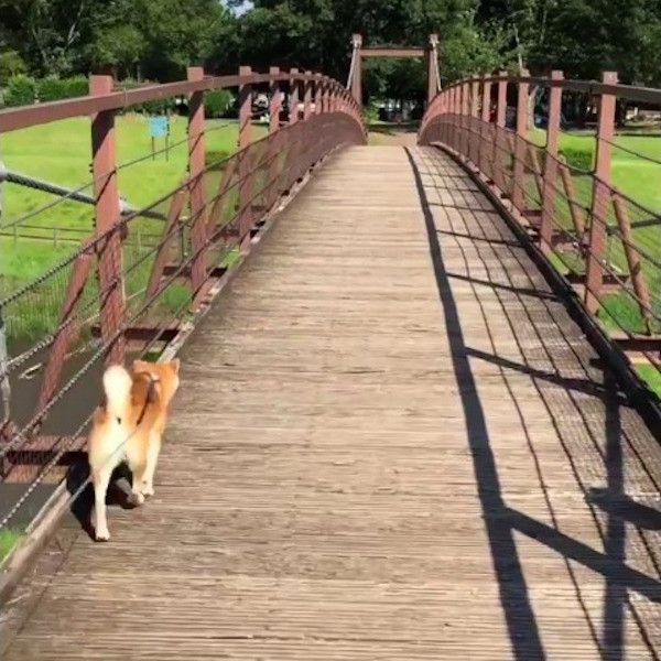 揺れる橋が怖いワンコ