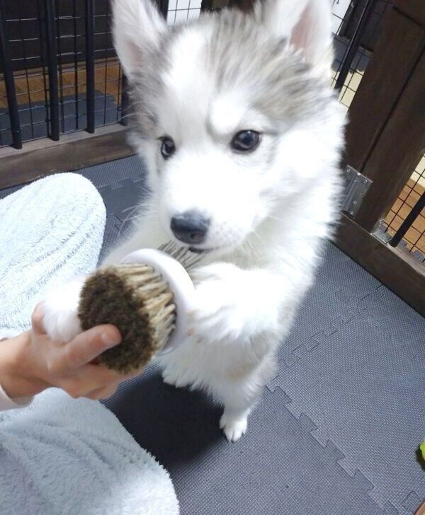 ブラシに興味津々なアポロくん