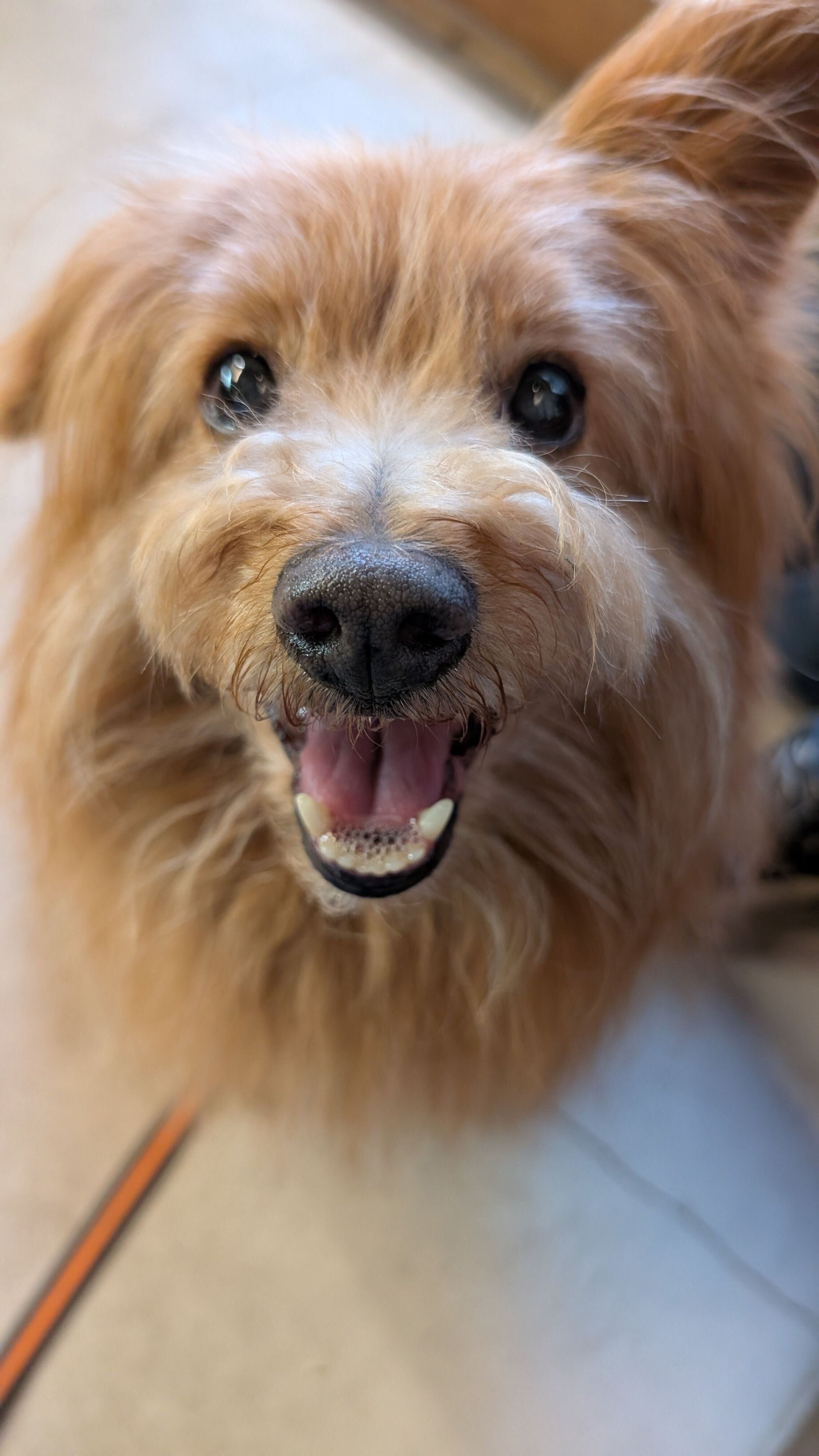 おやつちょうだいの顔の犬の写真