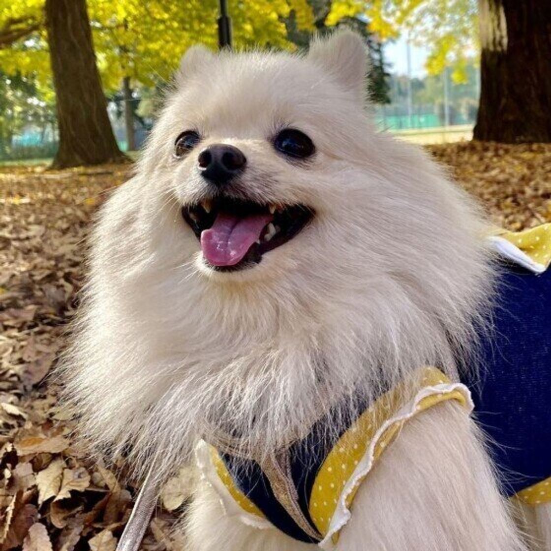 犬の白髪はストレスが原因 若白髪もできるの 気になる疑問を獣医師に聞いてみた いぬのきもちweb Magazine 犬の白髪はストレスが原因 若白髪もできるの 気になる疑問を獣医師に聞いてみた いぬのきもちweb Magazine