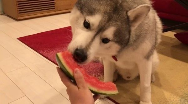 スイカを食べるシベリアン・ハスキー