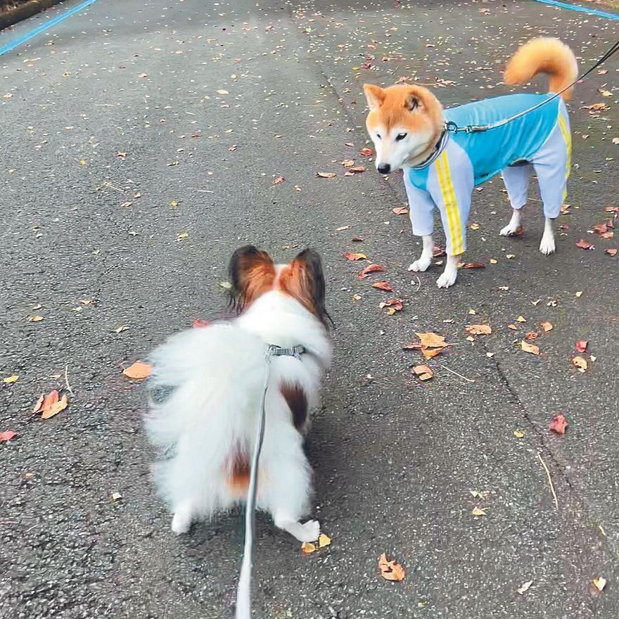 自ら近づいていくのに……