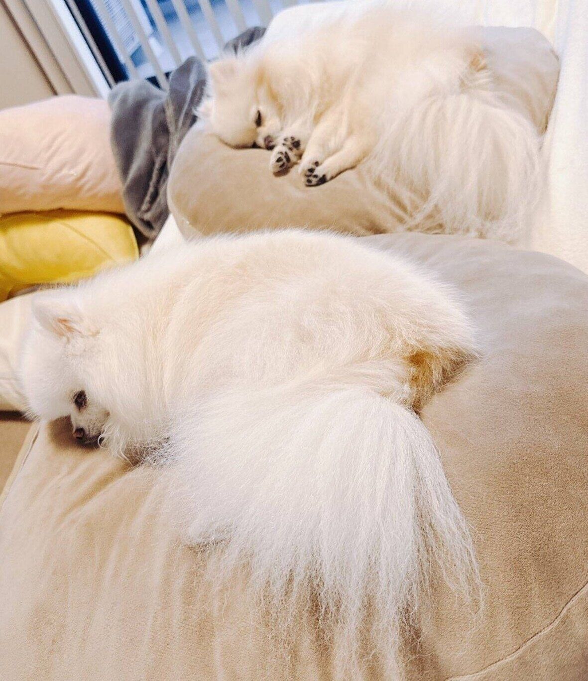 仲良く眠るそらくん、くれはくん