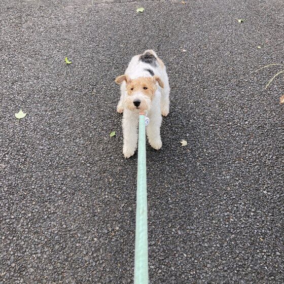 ワイアー・フォックス・テリアのGianluca(ジャンルカ) くん