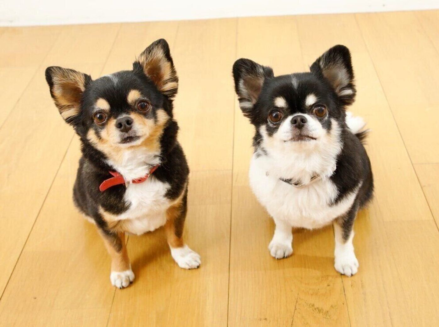 なぜ噛むの どうしてそそうするの 犬の本音を探ってみた いぬのきもちweb Magazine なぜ噛むの どうしてそそうするの 犬の本音を探ってみた いぬのきもちweb Magazine