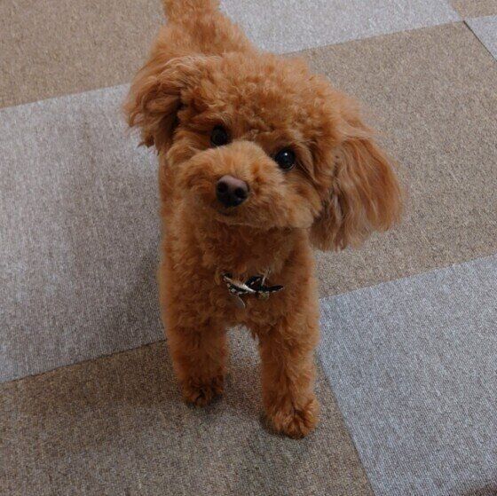 首をかしげるトイ・プードル