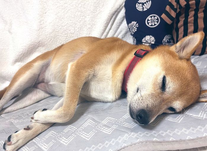 眠るむぎちゃん