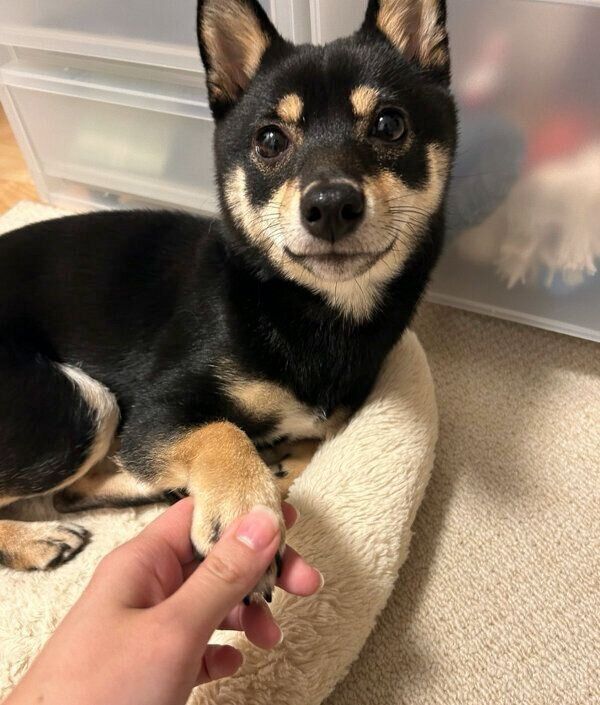 見つめるごまちゃん