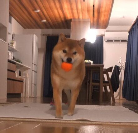 パパにボール遊びをせがむハチくん