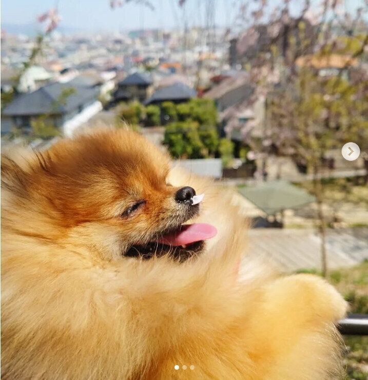 ポメラニアンのカキちゃん