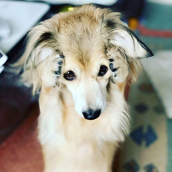 頭を抱えるモコナモドキくん