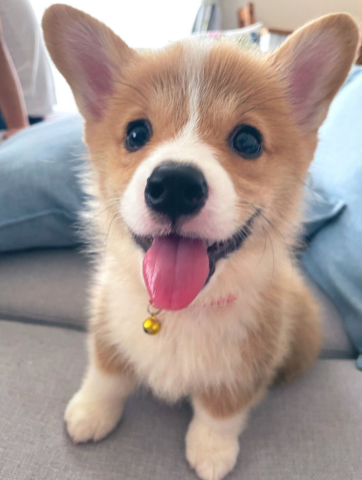 お迎えして間もないころのこっぺくん