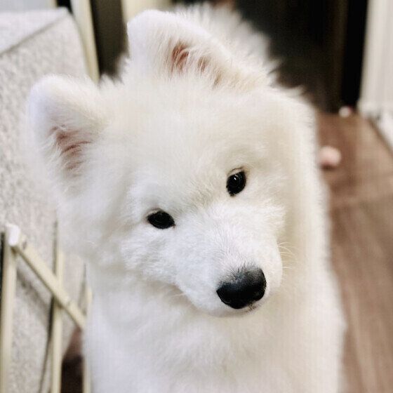 サモエドのゆきちゃん