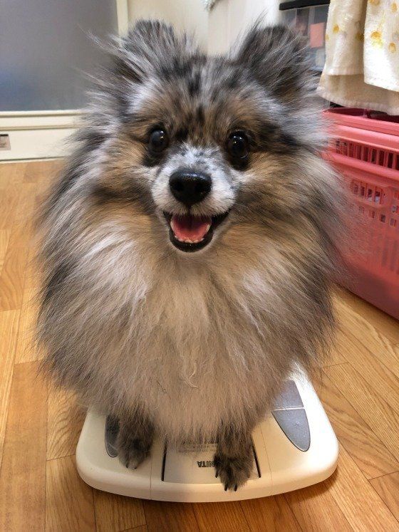 肥満だけじゃない！犬の体重減少は病気の可能性も？定期的に体重測定をしよう！